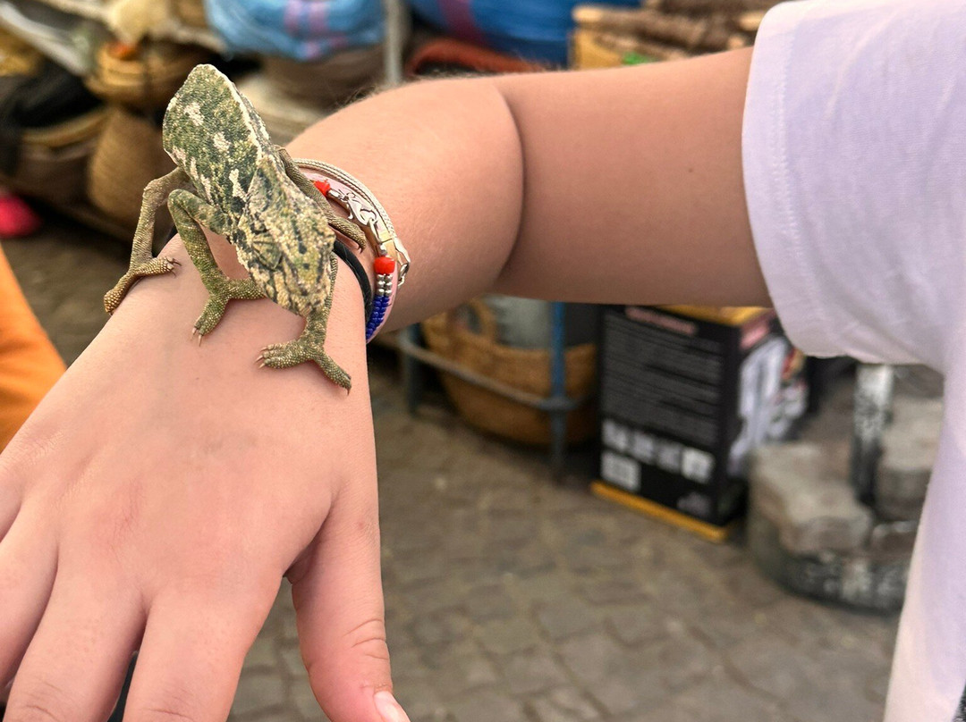 Sahara Tours Marocco-马拉喀什必去景点