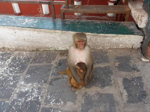Goreto Treks-加德满都必去景点