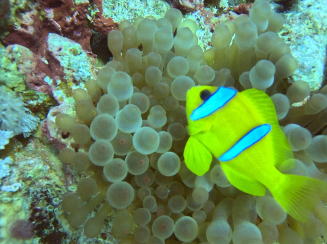 iDive Diving Centre-马卡迪湾必去景点