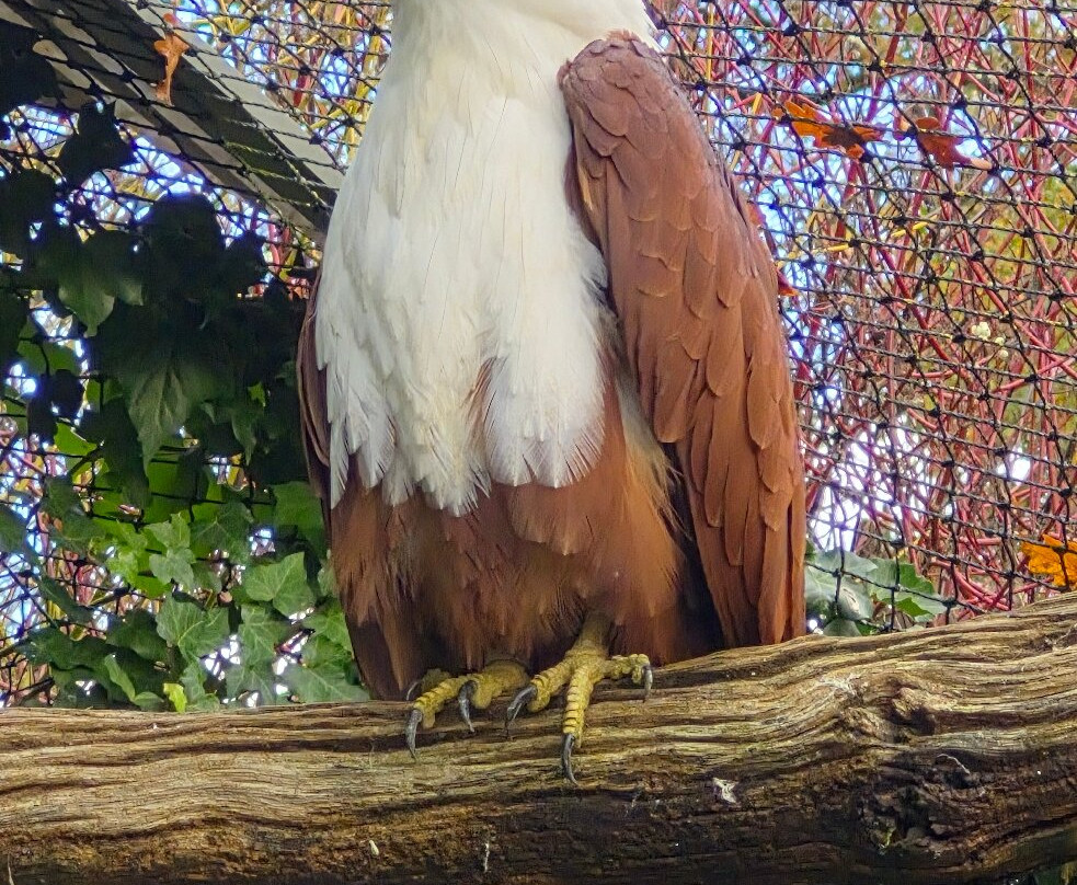 Cotswold Falconry Centre-莫顿因马什必去景点