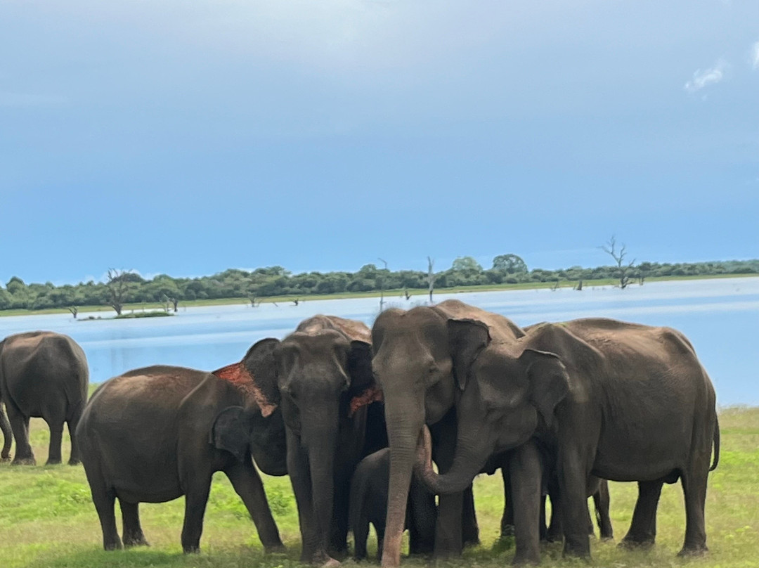 Prasanna Safari Udawalawe-乌达瓦拉维国家公园必去景点