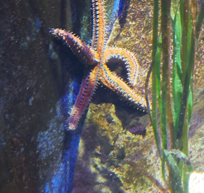 Malta National Aquarium-卡拉必去景点