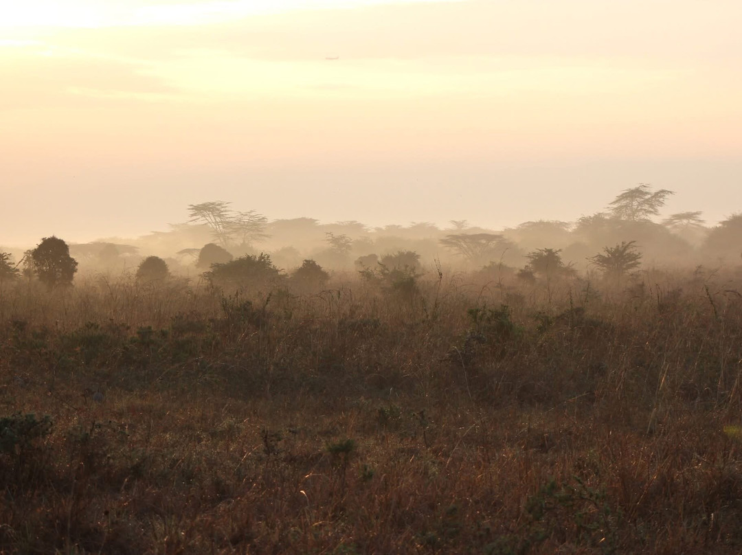 Adept Kenya Safaris-内罗毕必去景点