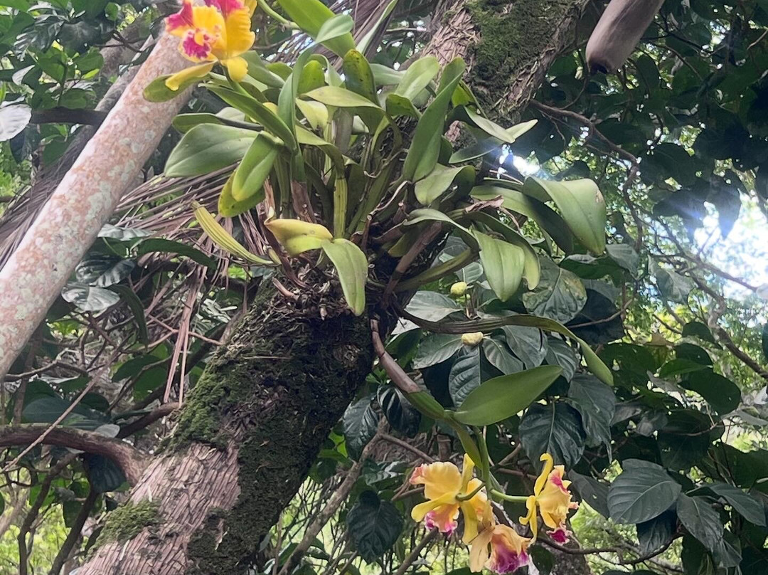 McBryde Garden - National Tropical Botanical Garden-可爱岛必去景点