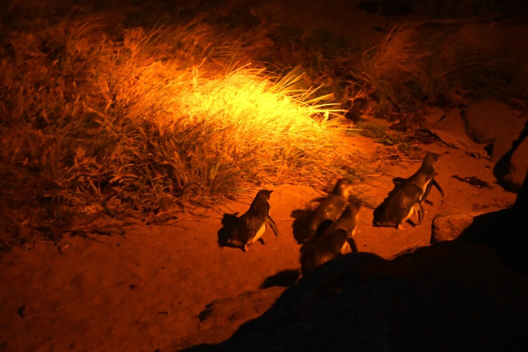 Low Head Penguin Tours-Low Head必去景点