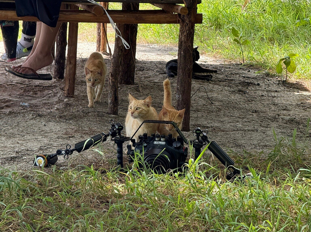 Olin Dive Center-Waisai必去景点
