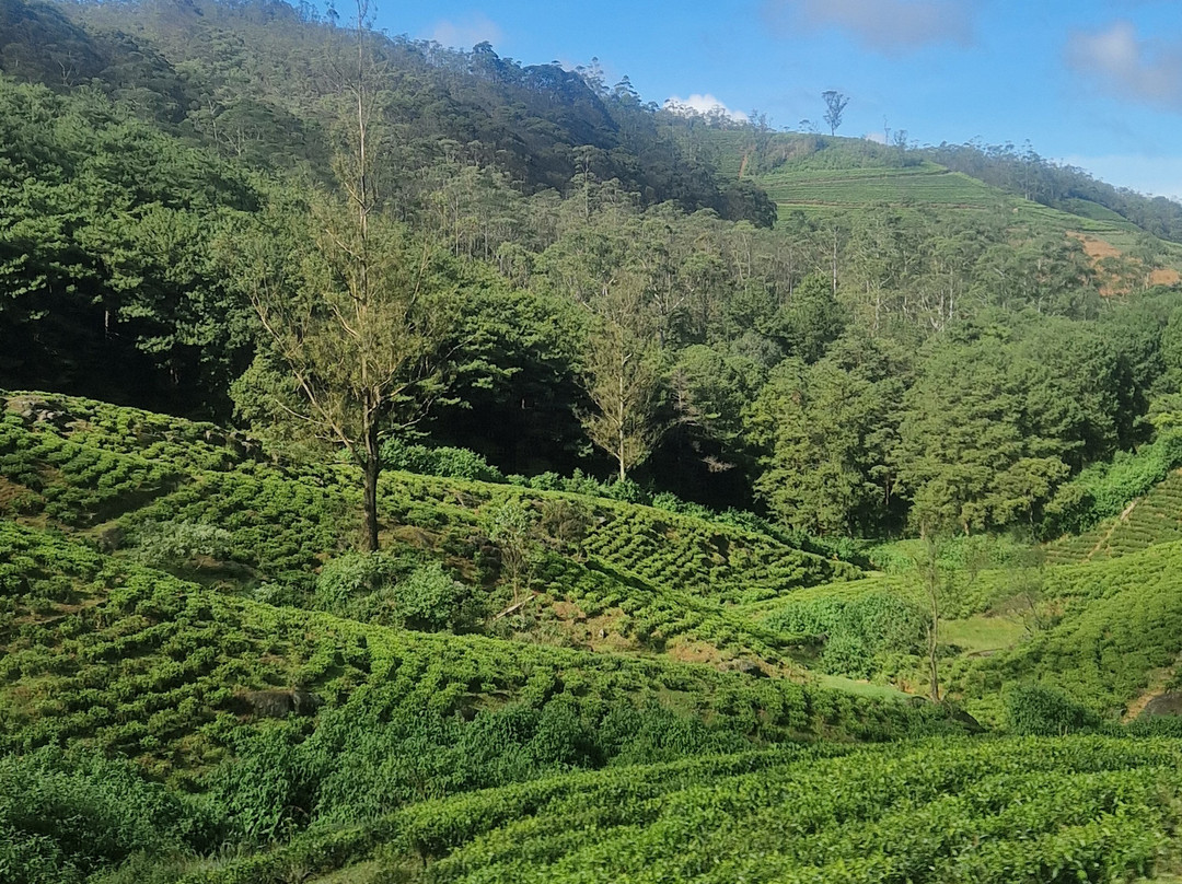 Dan Lanka Tours-科伦坡必去景点