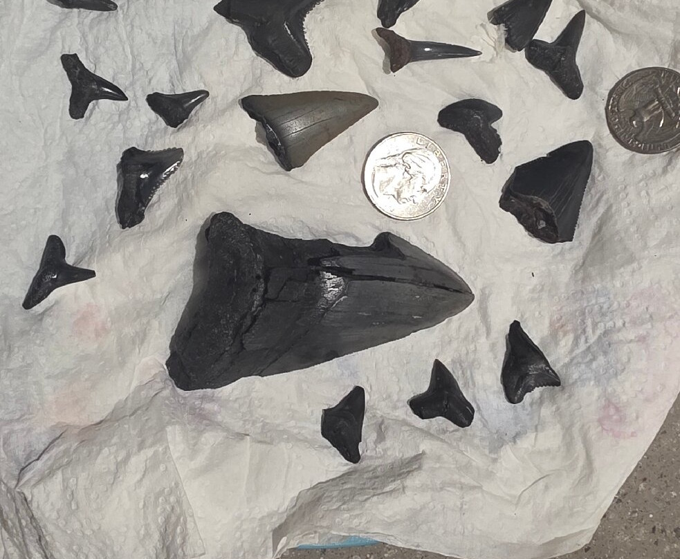 Fossil Expeditions-阿卡迪亚必去景点