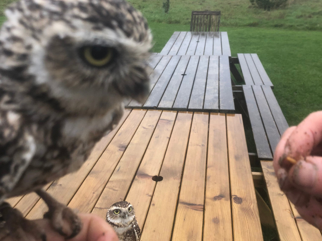 Bird on the Hand Falconry Experiences-Church Langton必去景点