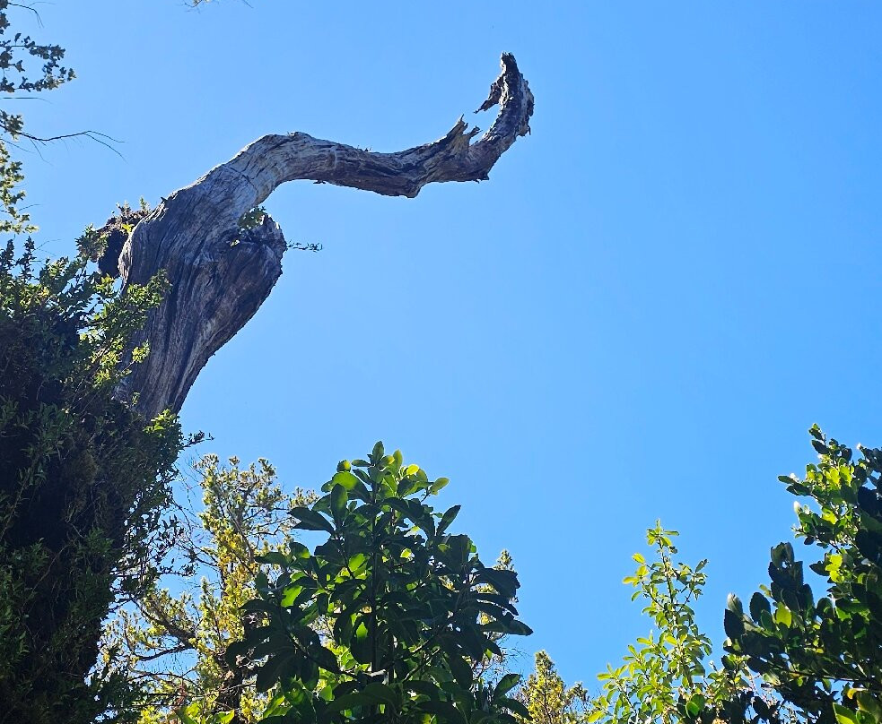Parque Nacional Alerce Andino-蒙特港必去景点