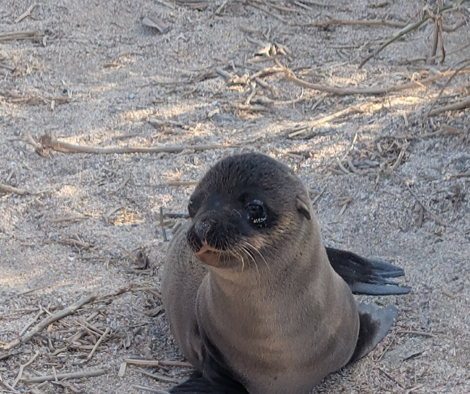 Monserrat Galapagos Cruises-阿约拉港必去景点
