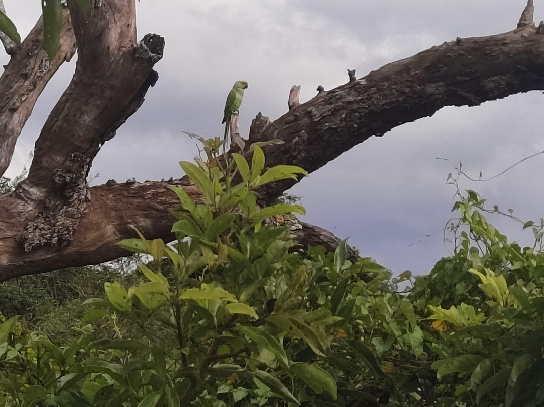 ASY Tours Sri Lanka-卡图纳耶克必去景点