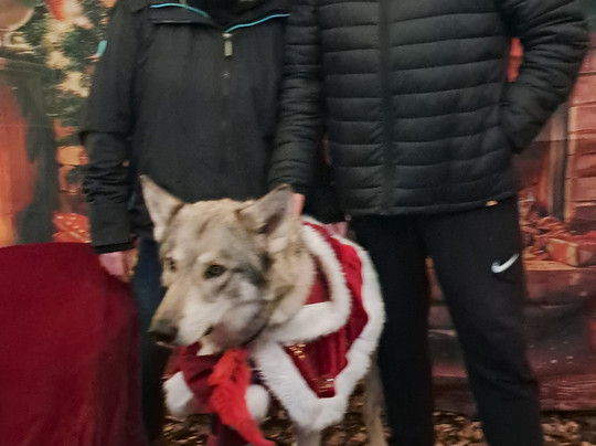 Watermill Wolves Wolf-dog Actors-Bexhill-on-Sea必去景点