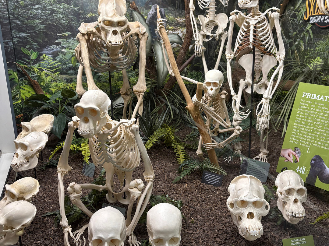 骨学博物馆-俄克拉何马城必去景点