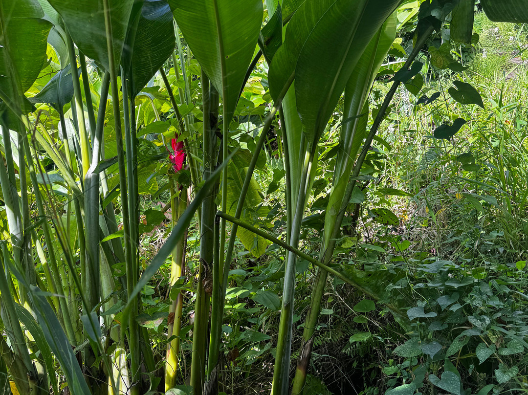 Mount Scenery-Windwardside必去景点