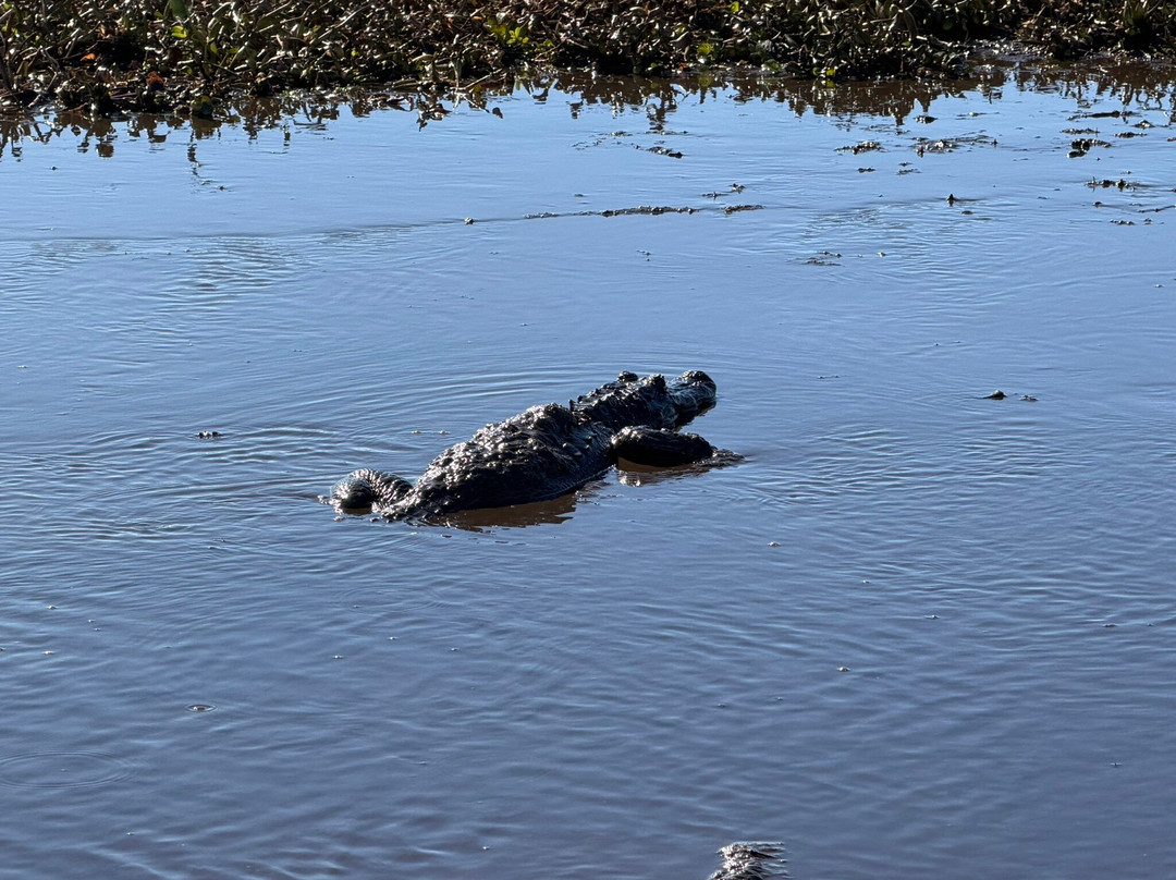 New Orleans Airboat Tours-Marrero必去景点