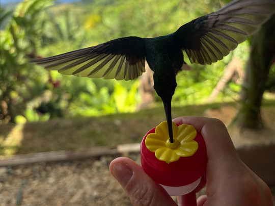 Ellis Tours Tobago-克朗波因特必去景点