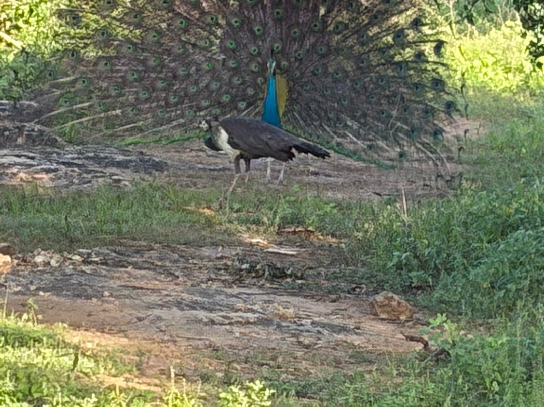 Udawalawe Safari Jeep With Guides-乌达瓦拉维国家公园必去景点