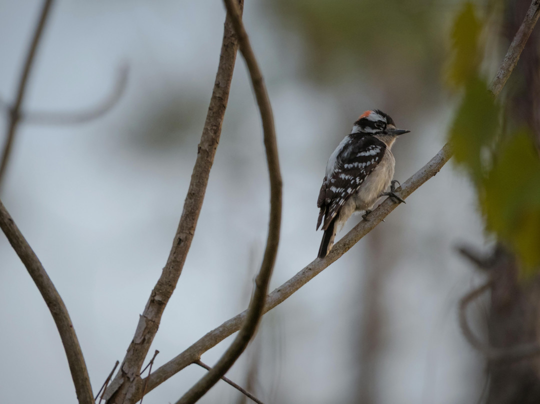 Mahogany Hammock-大沼泽国家公园必去景点
