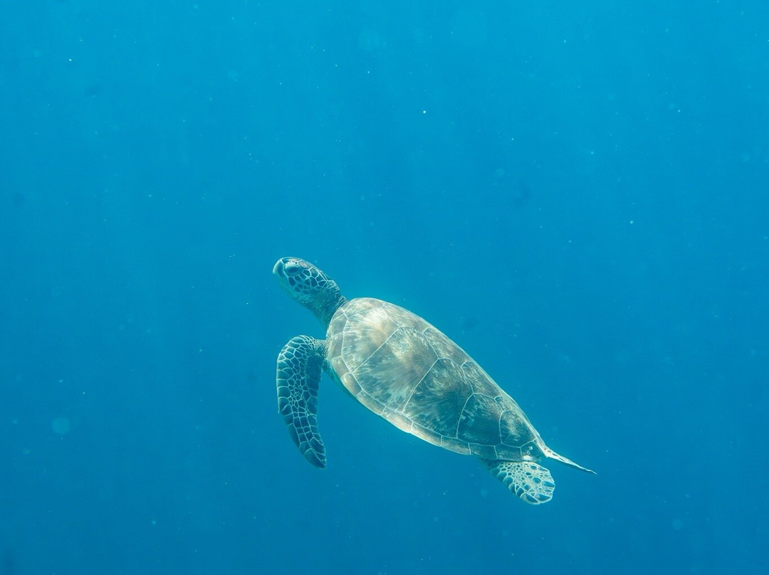 摩尔波尔T微风海滨度假村主图