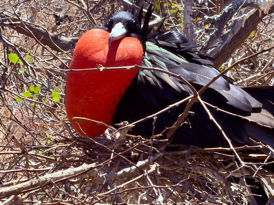 Uniquely Galapagos-阿约拉港必去景点