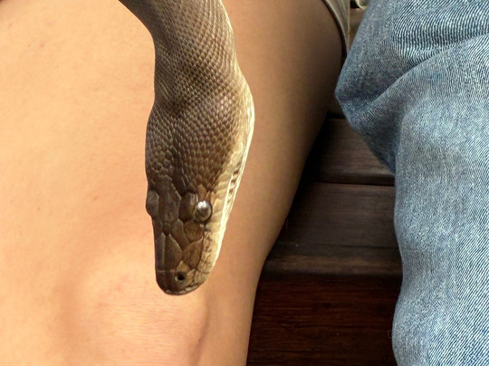 Selina Magnetic Island & The Koala Park-Horseshoe Bay必去景点