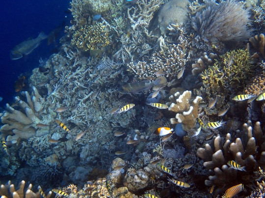 The Village Bunaken Resort主图