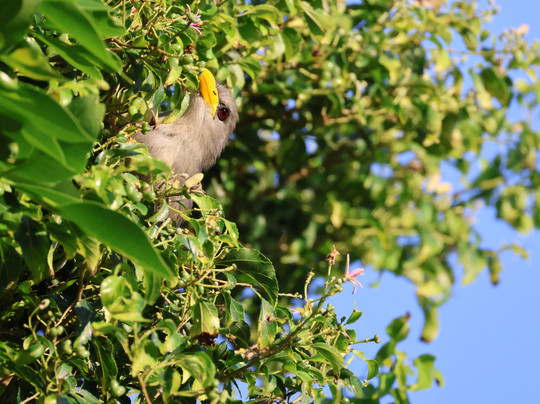 St.lucia Birds & Birding-圣露西亚必去景点