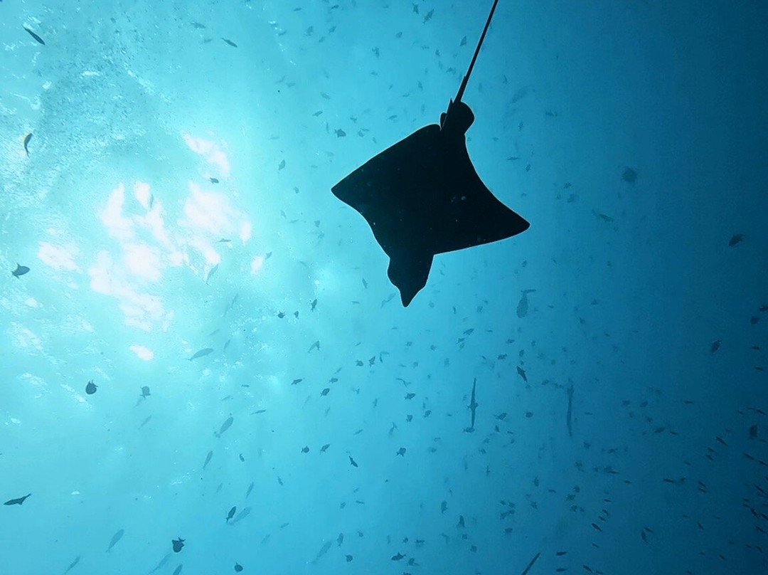 Euro-Divers Dhigali-Meedhoo必去景点