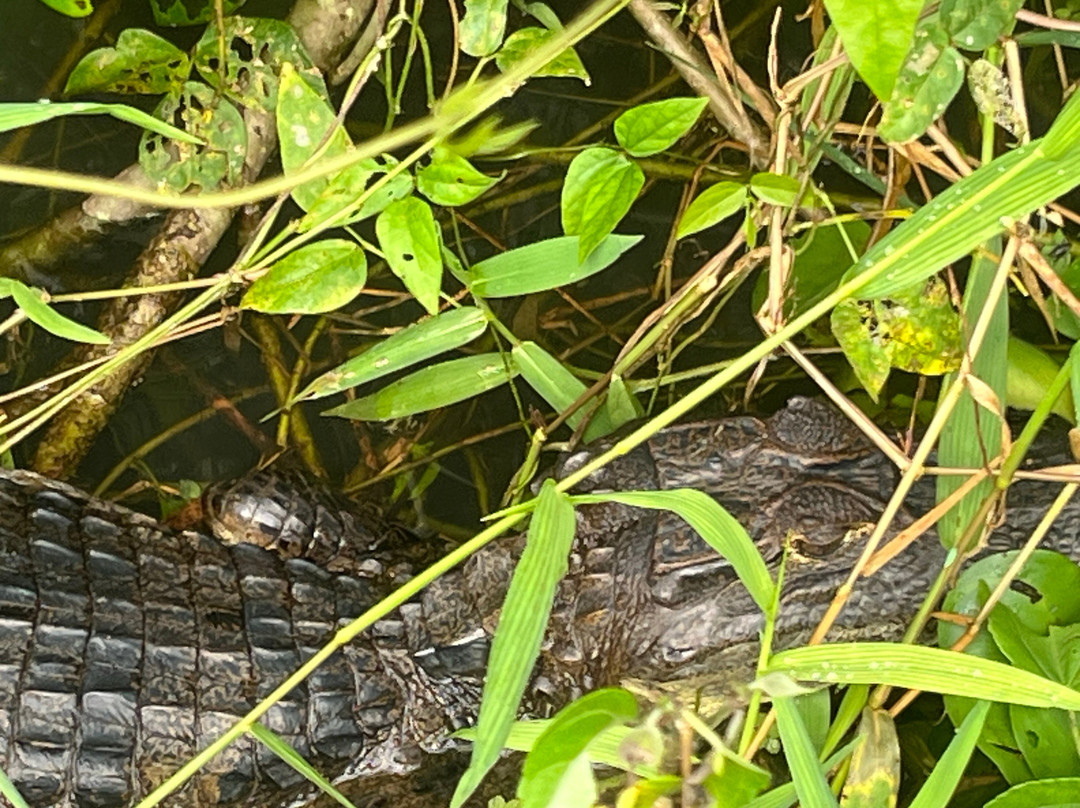 Tortuguero Natural Tours-托图杰多必去景点