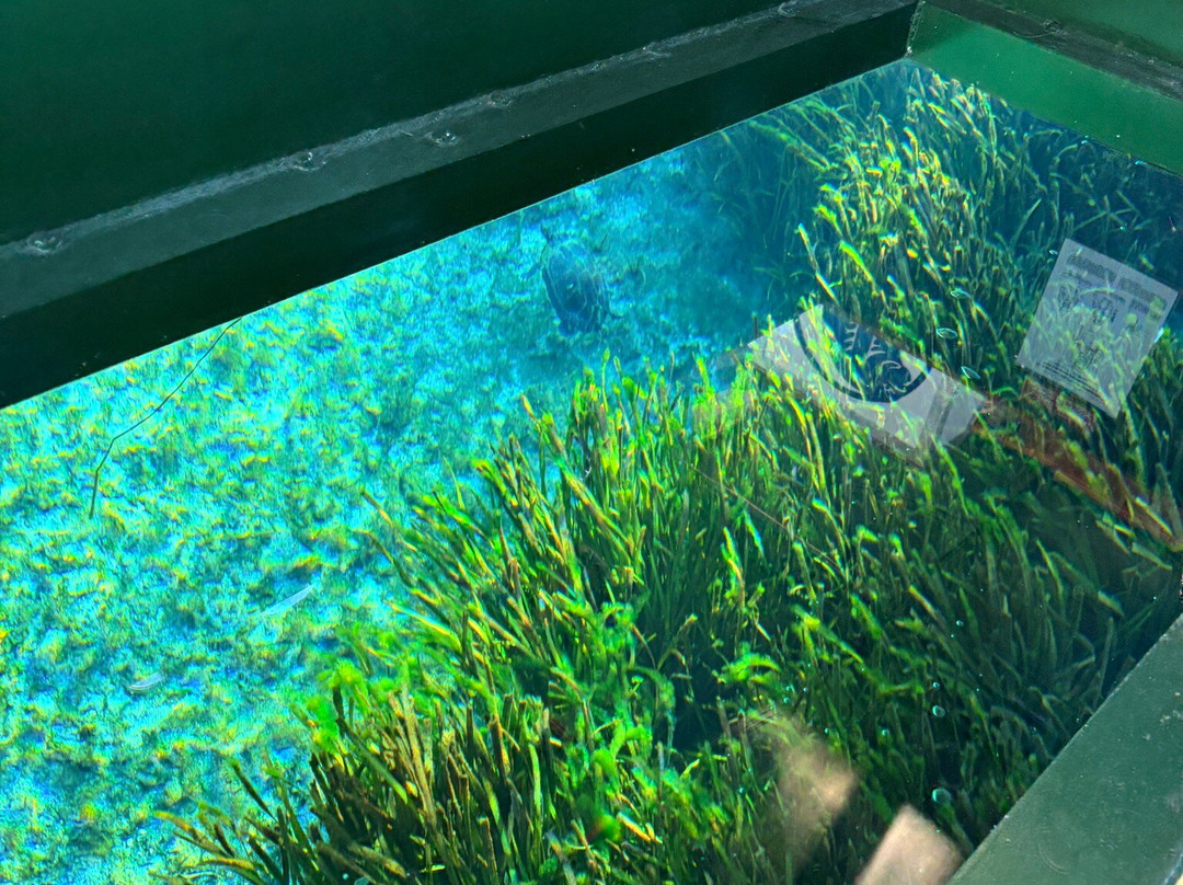 Silver Springs State Park-Silver Springs必去景点