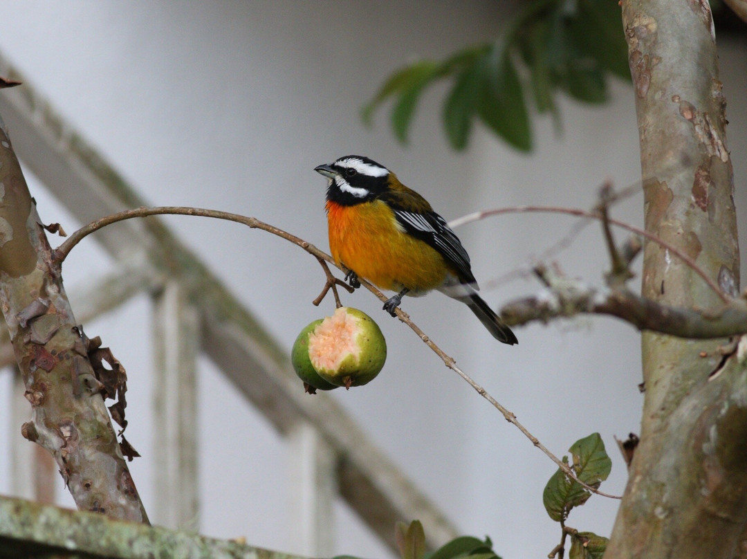 Arrowhead Birding Tours-金斯敦必去景点