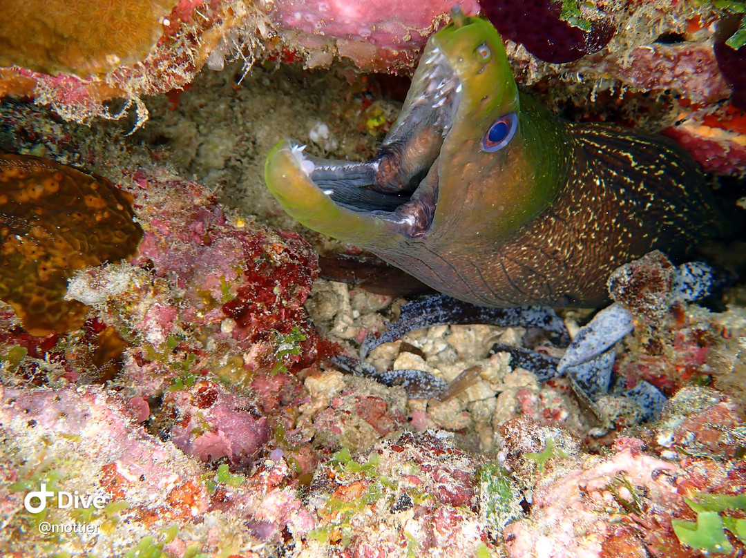 Mafia Island Diving-马菲亚岛必去景点
