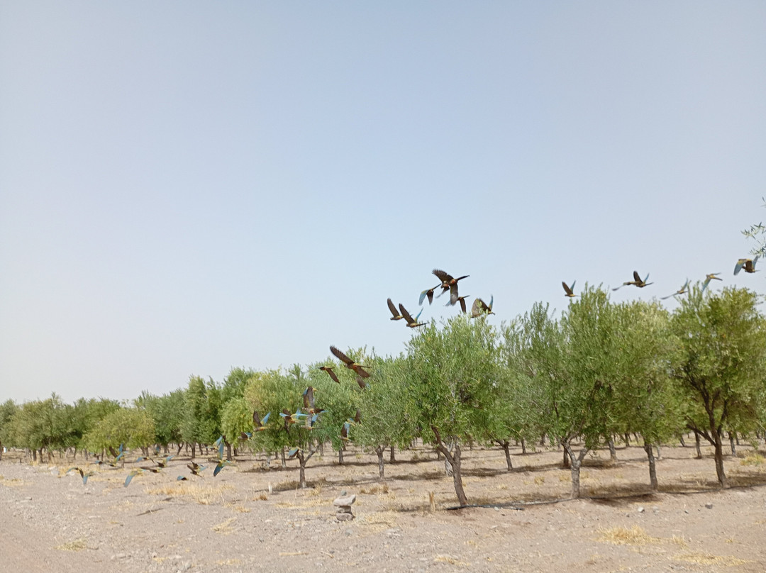 Bodega Seismiles-Tinogasta必去景点