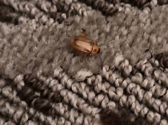 Wingate by Wyndham South Bend/Notre Dame主图