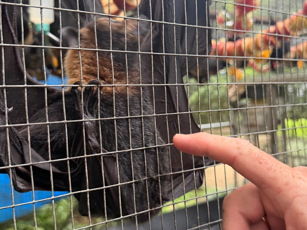 The Bat Hospital Visitor Centre- 阿瑟顿必去景点