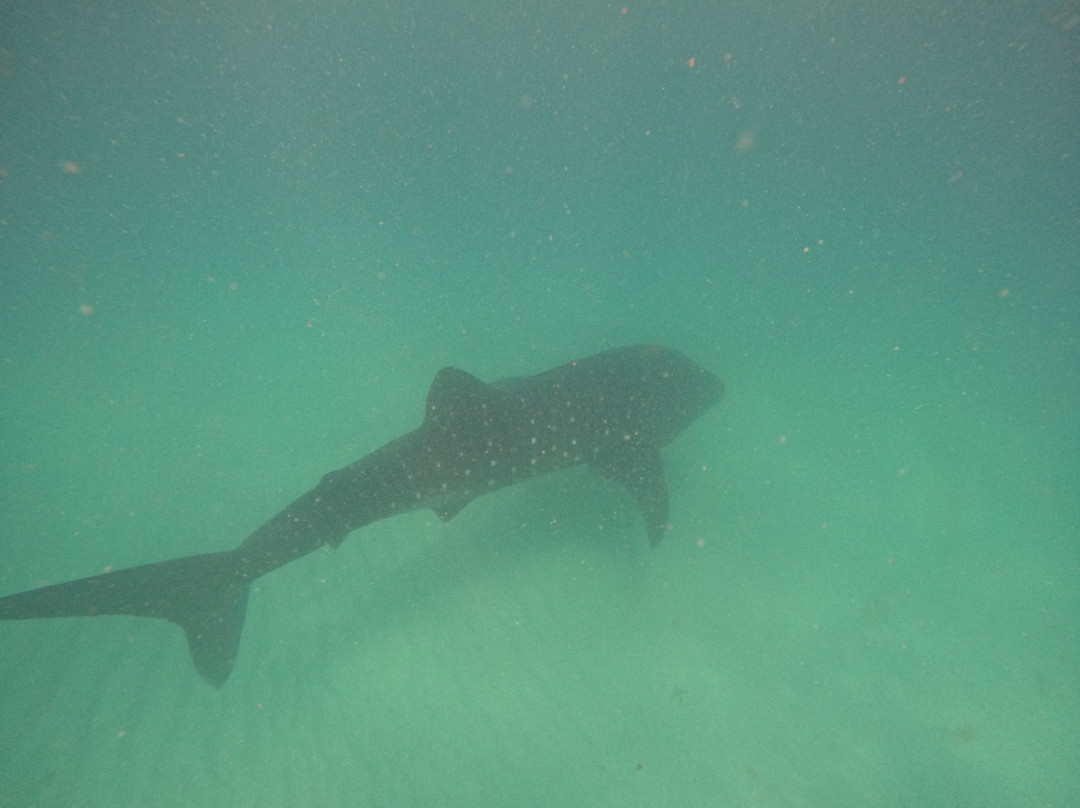 Mafia Island Dream Adventures-Kilindoni必去景点