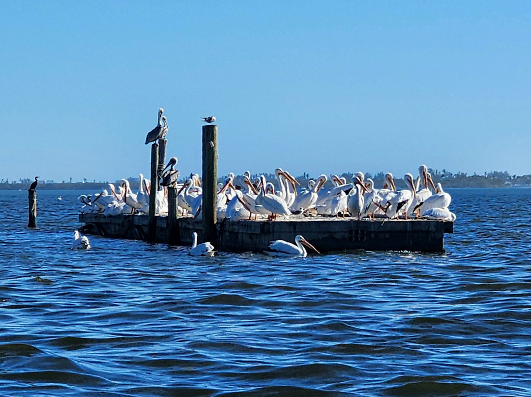 Sweet Sunsets & Dolphin Tours-安娜玛丽亚岛必去景点