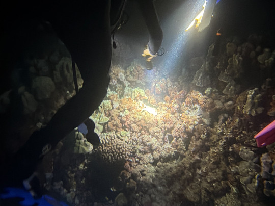 Fathom Five Divers-可洛亚必去景点