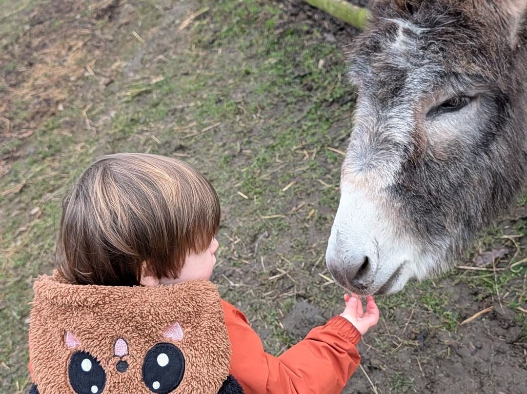 Woodlands Alpaca Farm-沃灵顿必去景点