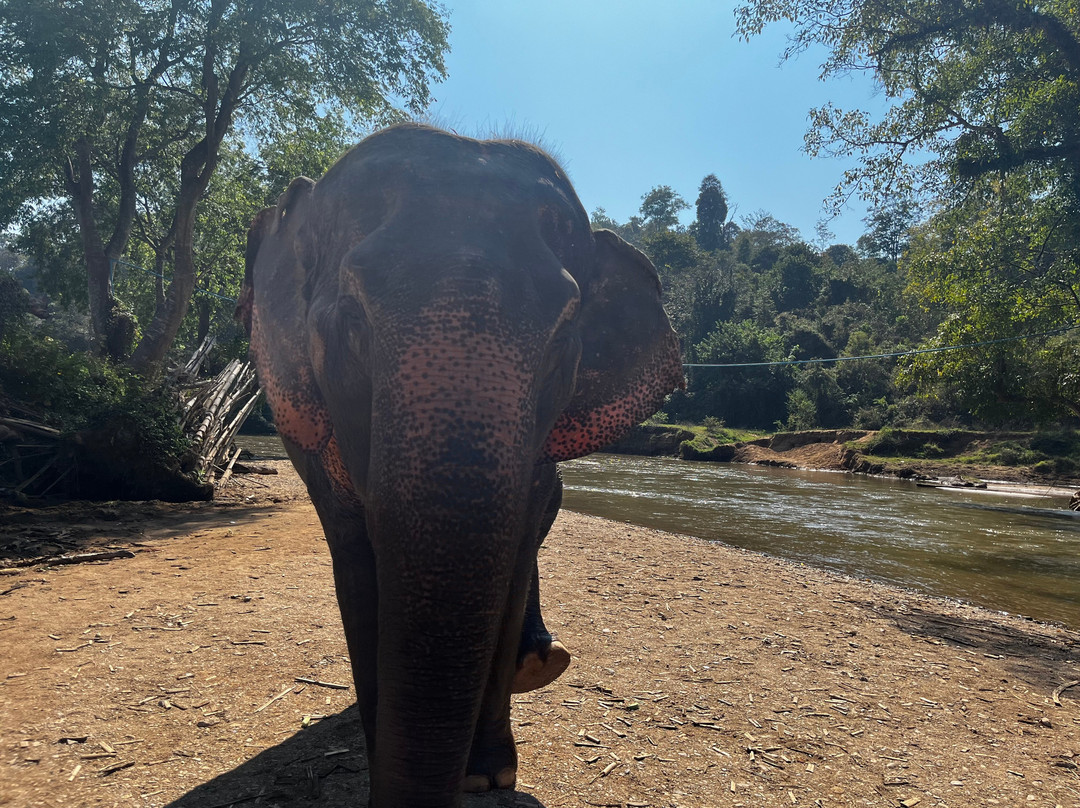 New Elephant Home-Kuet Chang必去景点