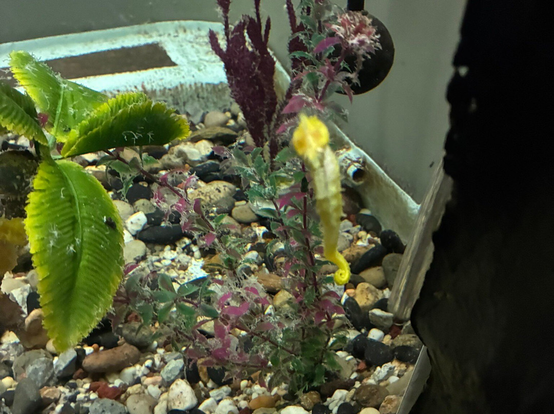 Seahorse World-Beauty Point必去景点