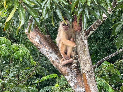 Rainforest Cruises-迈阿密海滩必去景点