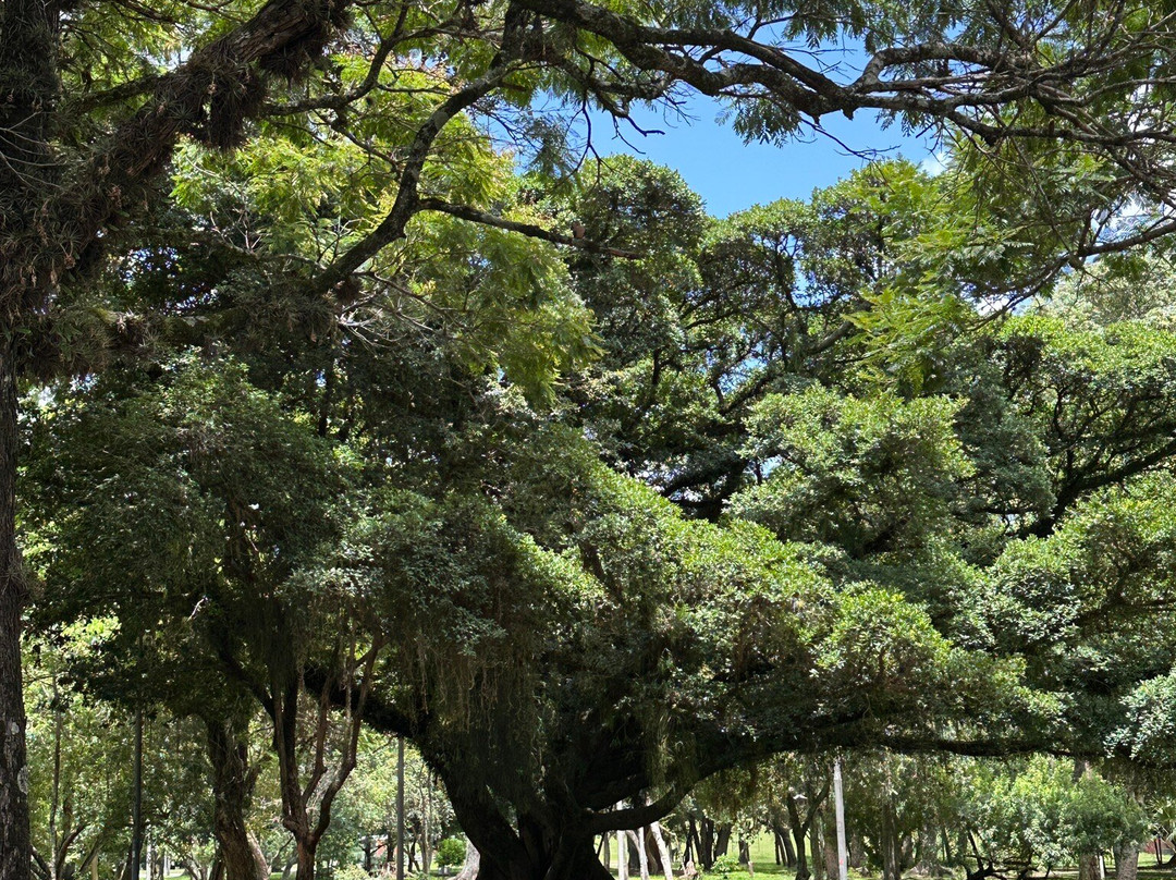 法鲁皮尔哈公园 (RedenÃ§Ã£o)-阿雷格里港必去景点