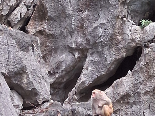 Verdure Lotus Grandeur Cruise-团洲岛必去景点