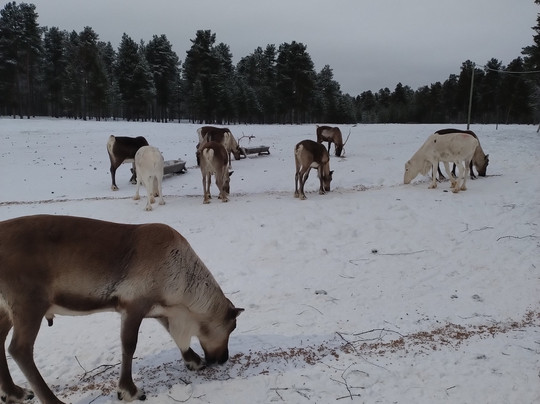 Inari Reindeer Farm-伊纳里必去景点