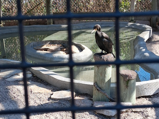 Save Our Seabirds-萨拉索塔必去景点