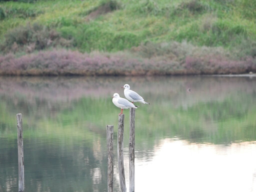 Greece Bird Tours-Marathon必去景点