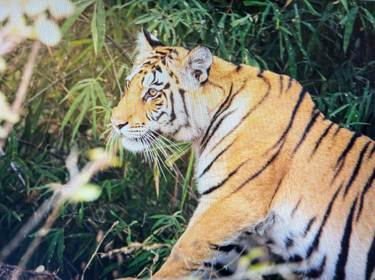 The Tiger Tours-瑟瓦伊马托布尔必去景点