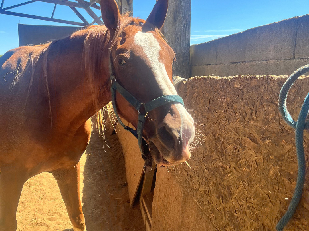 Centre Equestre Du Passe-Temps主图